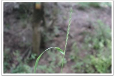 <i>Elymus caninus</i>