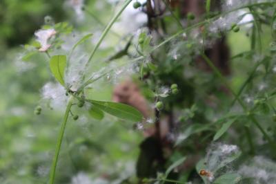 <i>Galium aparine</i>