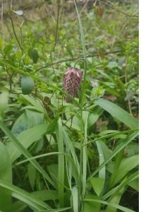 <i>Fritillaria meleagris</i>