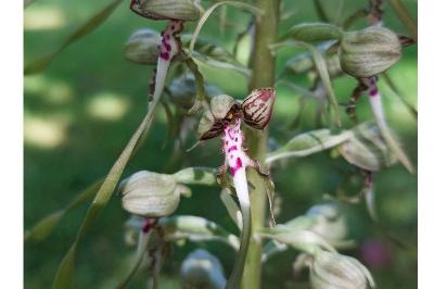 <i>Himantoglossum hircinum</i>