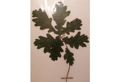 <i>Quercus robur</i>