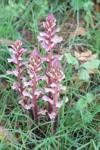 <i>Orobanche hederae</i>