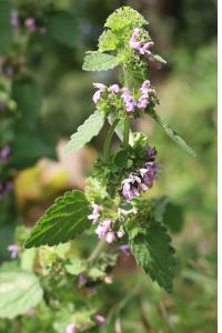 <i>Ballota nigra</i>