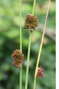 <i>Juncus conglomeratus</i>