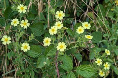 <i>Potentilla recta</i>