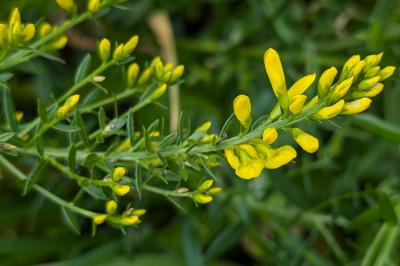 <i>Genista tinctoria</i>
