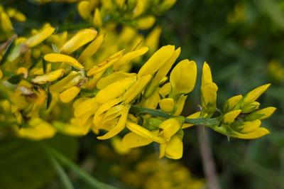 <i>Genista tinctoria</i>