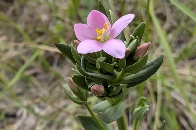 <i>Centaurium erythraea</i>