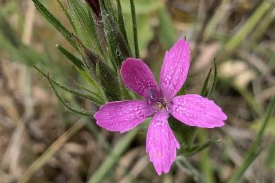<i>Dianthus armeria</i>