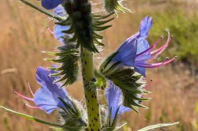 <i>Echium vulgare</i>