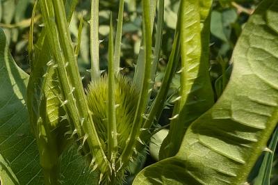<i>Dipsacus fullonum</i>