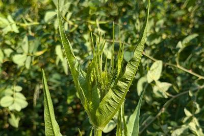 <i>Dipsacus fullonum</i>