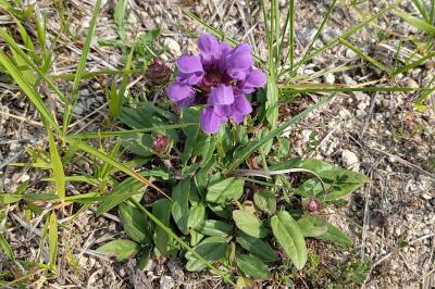 <i>Prunella grandiflora</i>