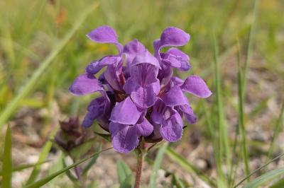 <i>Prunella grandiflora</i>