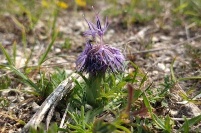 <i>Carthamus mitissimus</i>