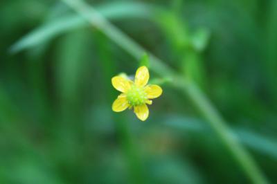 <i>Ranunculus ophioglossifolius</i>