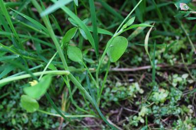 <i>Ranunculus ophioglossifolius</i>