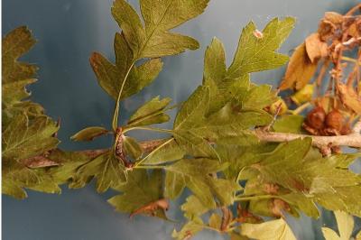 <i>Crataegus monogyna</i>