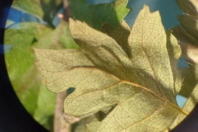 <i>Crataegus monogyna</i>
