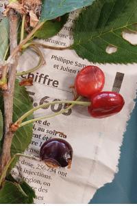 <i>Prunus avium</i>