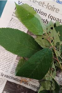 <i>Prunus avium</i>