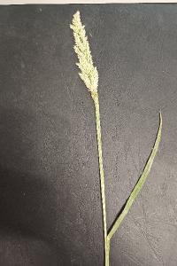 <i>Holcus lanatus</i>
