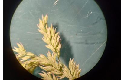 <i>Holcus lanatus</i>