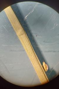 <i>Holcus lanatus</i>