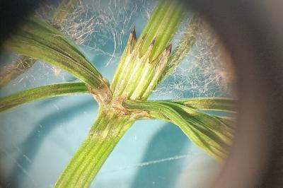 <i>Equisetum arvense</i>
