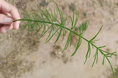 <i>Equisetum arvense</i>