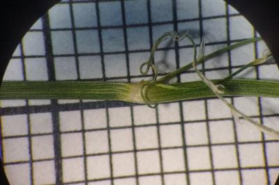 <i>Poa pratensis</i>