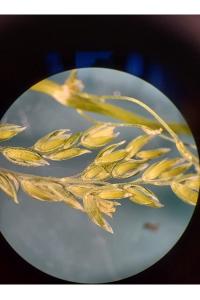 <i>Poa pratensis</i>