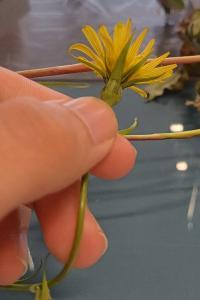 <i>Tragopogon pratensis</i>