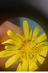 <i>Tragopogon pratensis</i>
