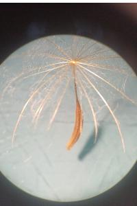 <i>Tragopogon pratensis</i>