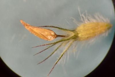 <i>Trifolium incarnatum</i>