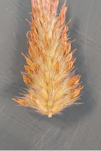 <i>Trifolium incarnatum</i>