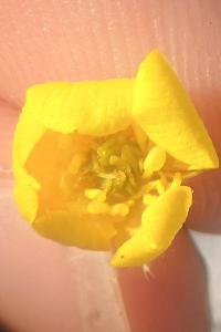 <i>Ranunculus parviflorus</i>