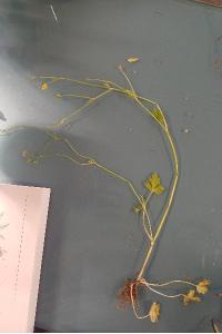 <i>Ranunculus parviflorus</i>