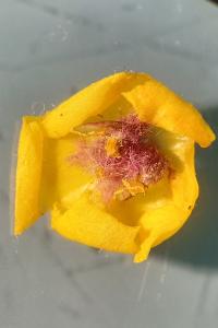 <i>Verbascum blattaria</i>
