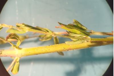 <i>Hypericum perforatum</i>