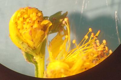 <i>Hypericum perforatum</i>