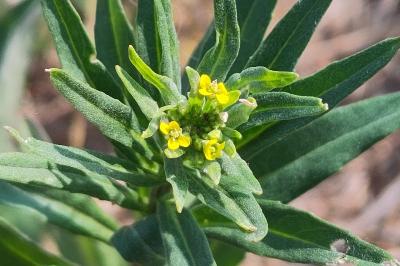 <i>Erysimum cheiranthoides</i>