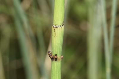 <i>Equisetum ramosissimum</i>