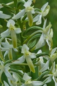 <i>Platanthera bifolia</i>