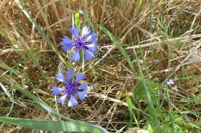 <i>Cyanus segetum</i>