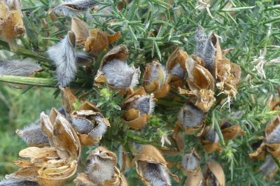 <i>Ulex europaeus</i>