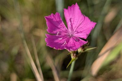<i>Dianthus carthusianorum</i>