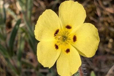 <i>Tuberaria guttata</i>
