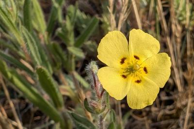 <i>Tuberaria guttata</i>